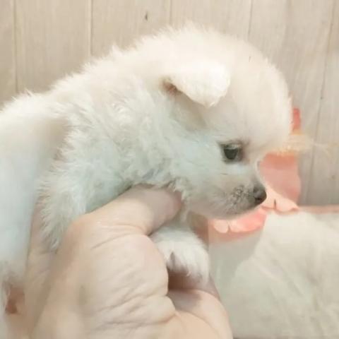 ポメマル(ポメラニアン×マルチーズ)の写真5