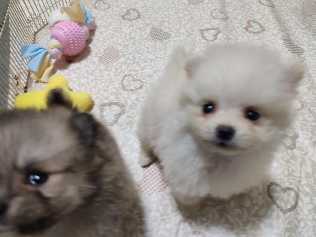 ポメラニアンの写真5