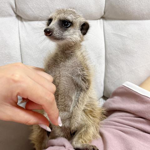 ミーアキャットの写真6