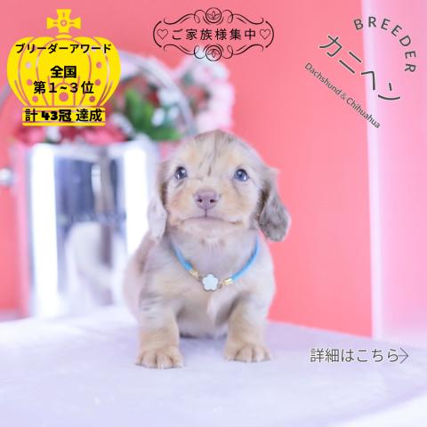 カニヘンダックスフンド ロング
