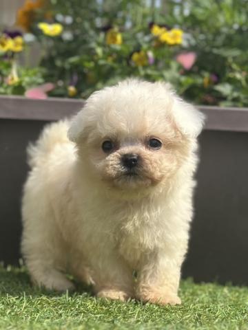 ミニビションの写真3