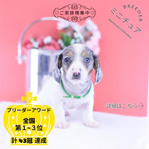 ミニチュアダックスフンド スムース