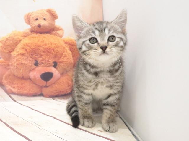 マンチカンの写真5