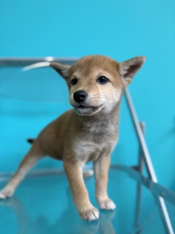 豆柴犬3062