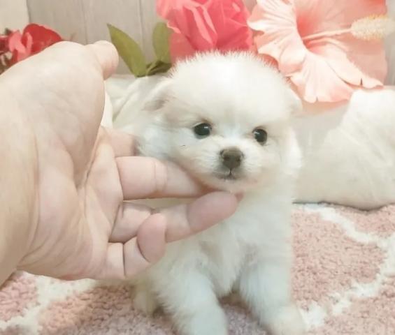 ポメマル(ポメラニアン×マルチーズ)の写真6
