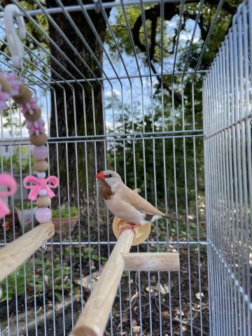 シュバシキンセイチョウの写真2