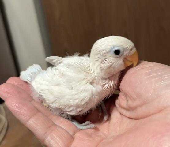 白ボタンインコ