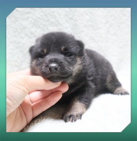 柴犬の写真5