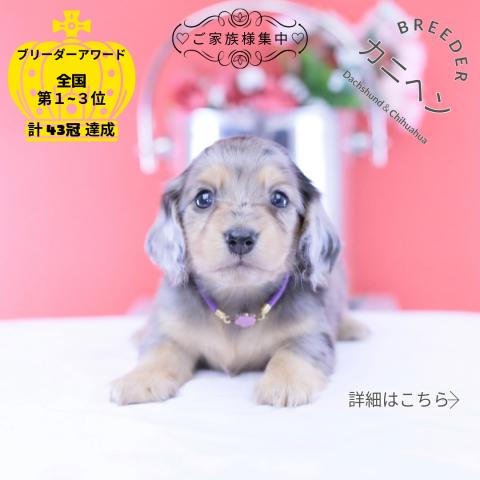 カニヘンダックスフンド ロング
