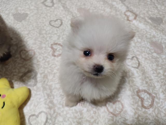 ポメラニアン