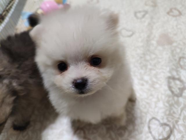 ポメラニアンの写真2