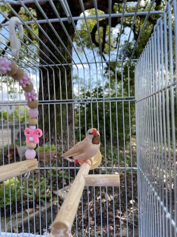 シュバシキンセイチョウの写真4