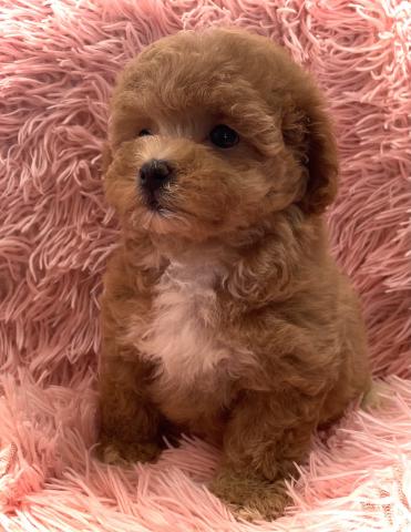 MIX【プレミアクラス】タイニーサイズ確定の子💕マルプーmix犬💕おトイレを覚えた賢い子💕お問い合わせ12件入ってます✨の写真2