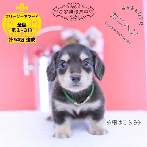 カニヘンダックスフンド ロング