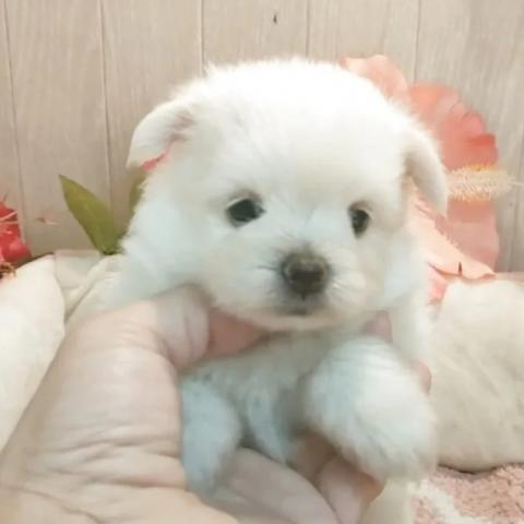 ポメマル(ポメラニアン×マルチーズ)の写真2