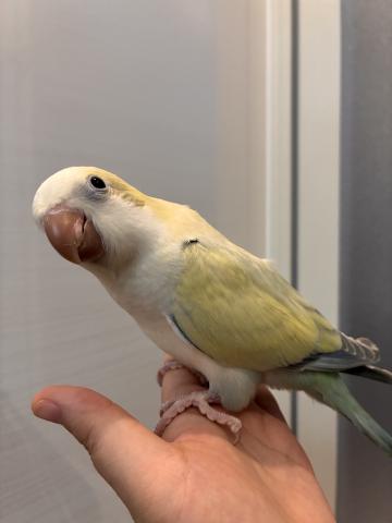 オキナインコの写真2