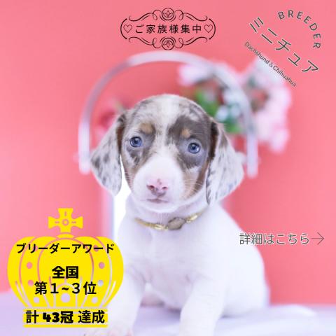 ミニチュアダックスフンド スムース