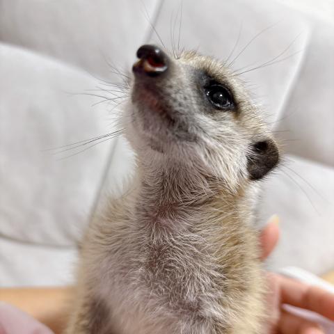 ミーアキャットの写真2