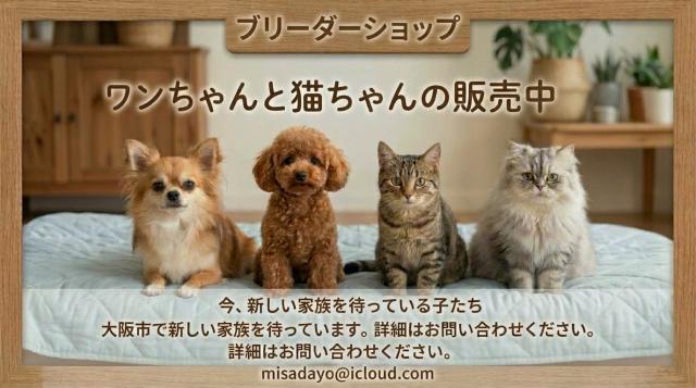 ❤️ブリーダーショップ❤️セント・ガネーシャ❤️
