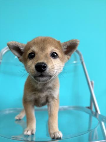 豆柴犬3062の写真4