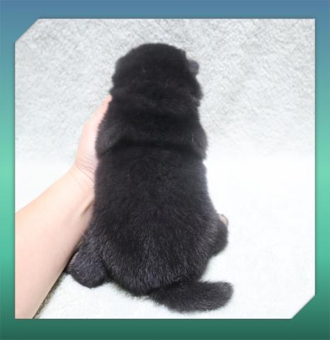 柴犬の写真6