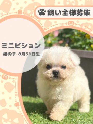 ミニビション