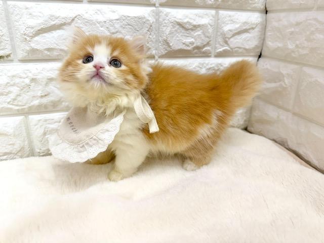 マンチカンの写真3