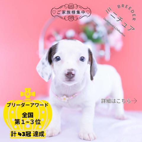 ミニチュアダックスフンド スムース