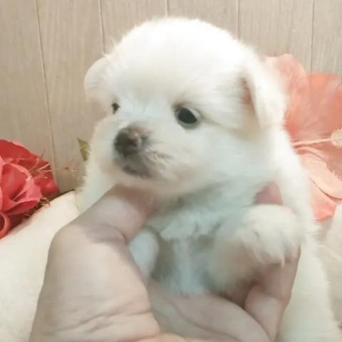 ポメマル(ポメラニアン×マルチーズ)の写真4