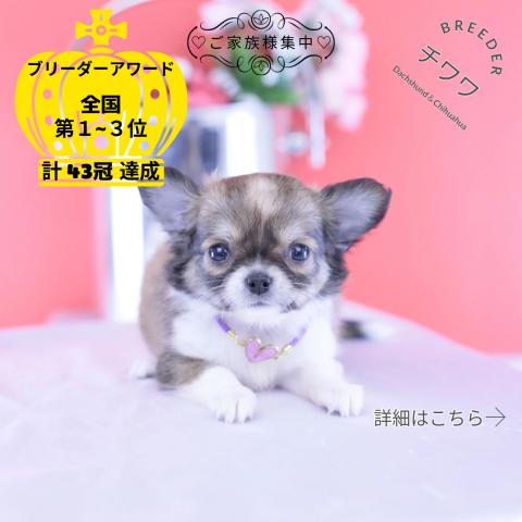 チワワ ロング