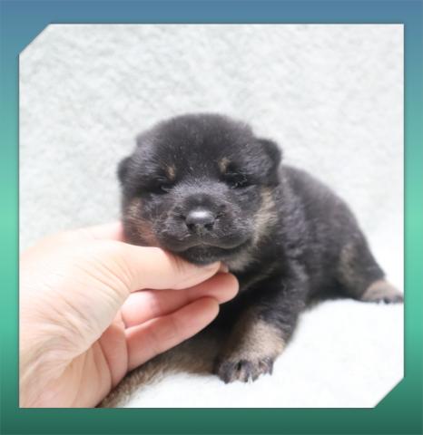 柴犬の写真4