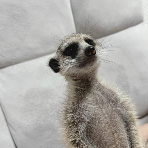ミーアキャットの写真5