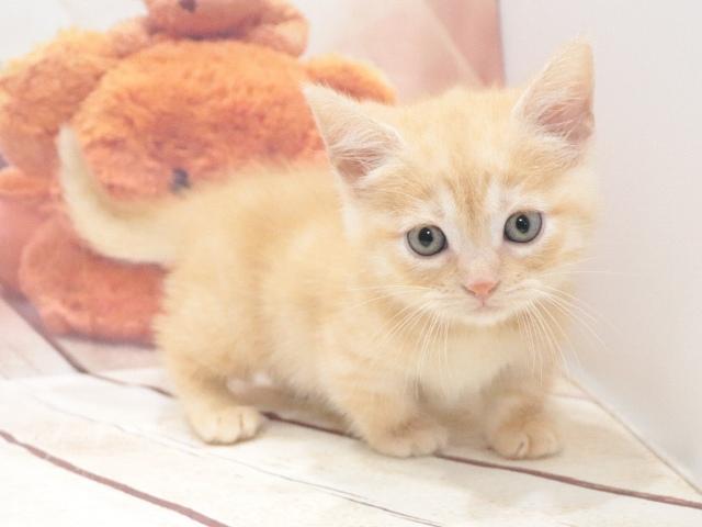 マンチカンの写真2