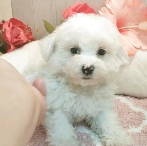 ビションフリーゼの写真2