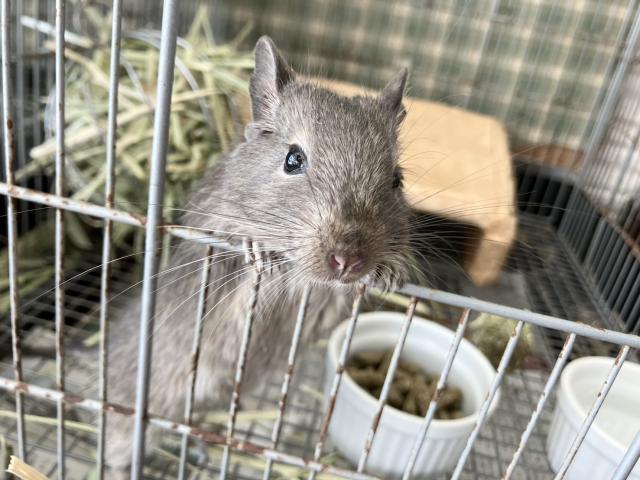 デグーマウスの写真2
