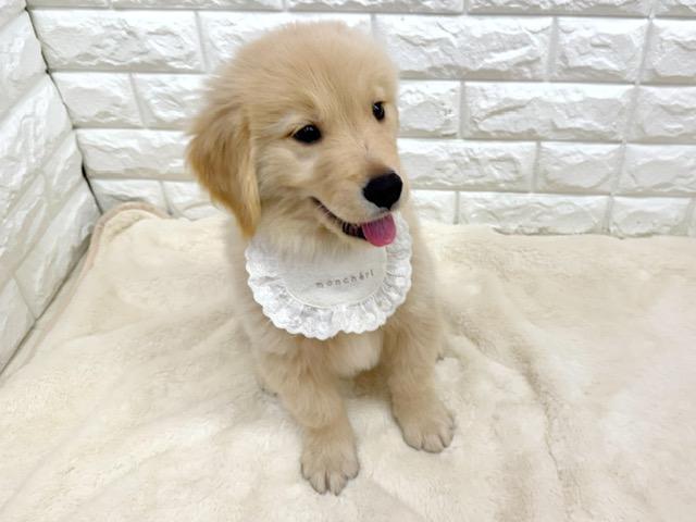 ゴールデンレトリーバーの写真2