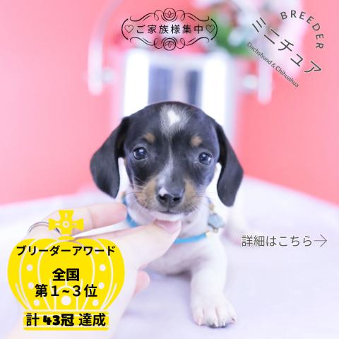 ミニチュアダックスフンド スムース