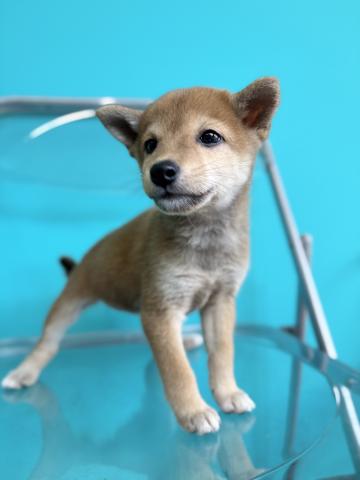 豆柴犬3062の写真3