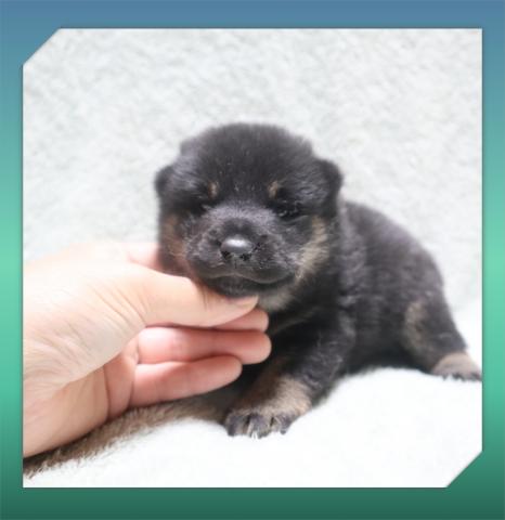 柴犬の写真2