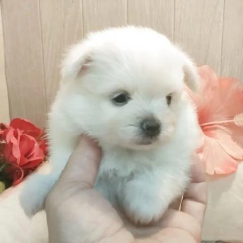 ポメマル(ポメラニアン×マルチーズ)の写真6