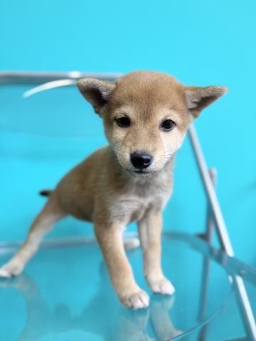豆柴犬3062の写真2