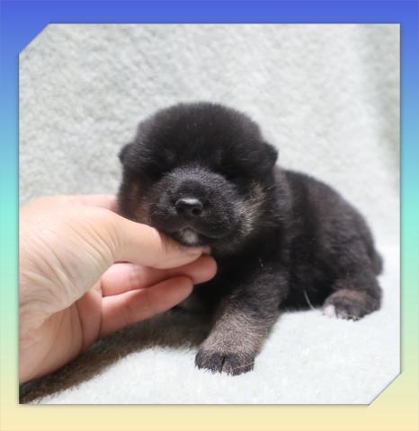 柴犬の写真4
