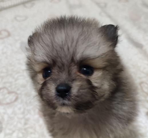 ポメラニアン