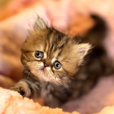 エキゾチックロングヘアーの写真3