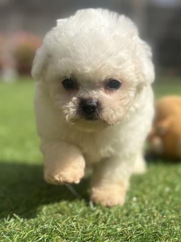 ミニビションの写真5