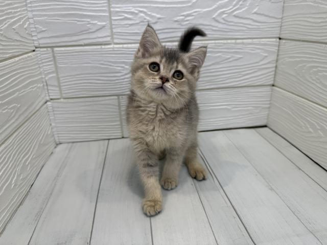 ブリティッシュショートヘア