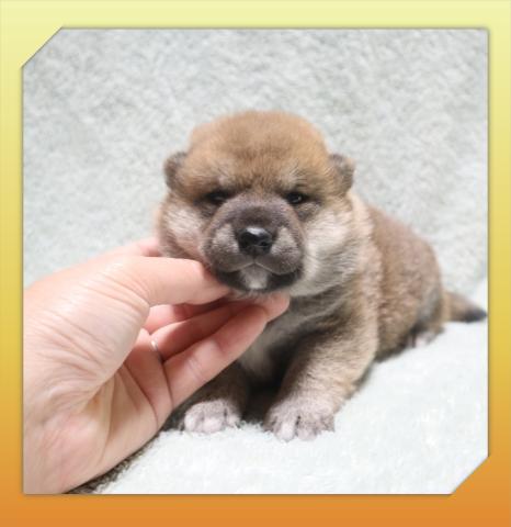 柴犬