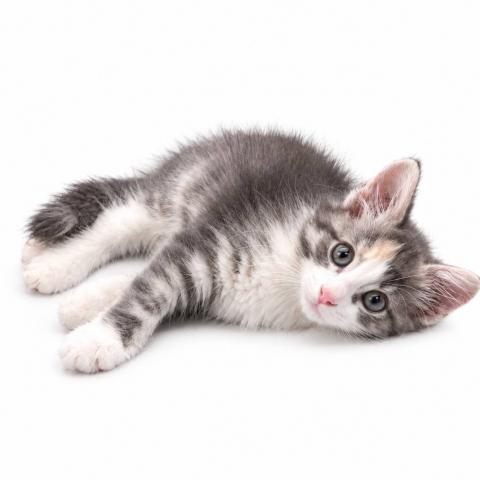 ノルウェージャンフォレストキャット