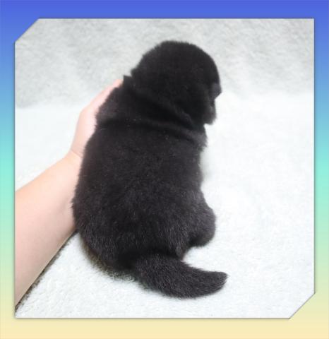 柴犬の写真6