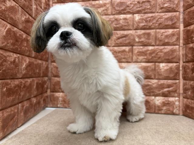 シーズーの写真3